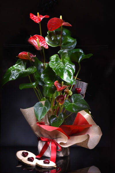 pianta di anturium rosso